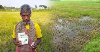 ভুল ওষুধে জমির ধান নষ্ট, শঙ্কায় বর্গাচাষি